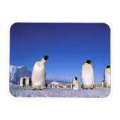 pinguïn | Antarctica, Antarctisch schiereiland Magneet (Horizontaal)