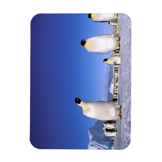 pinguïn | Antarctica, Antarctisch schiereiland Magneet (Verticaal)