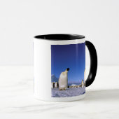 Pinguïn | Antarctica, Antarctisch Schiereiland Mok (Voorkant rechts)