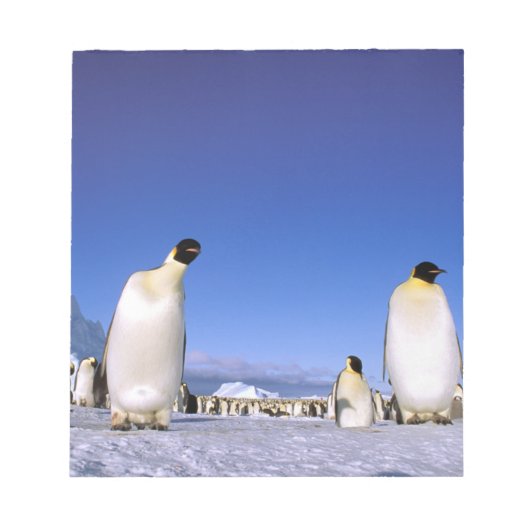 pinguïn | Antarctica, Antarctisch schiereiland Notitieblok (Voorkant)