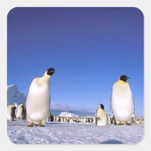pinguïn   Antarctica, Antarctisch schiereiland Vierkante Sticker