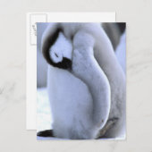 pinguïn | Antarctisch schiereiland, Weddell Zee Briefkaart (Voorkant / Achterkant)