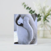 pinguïn | Antarctisch schiereiland, Weddell Zee Briefkaart (Staand voorkant)