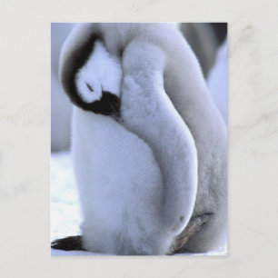Pinguïn   Antarctisch Schiereiland, Weddellzee Briefkaart
