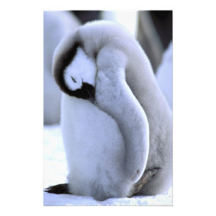 Pinguïn Antarctisch Schiereiland, Weddellzee Foto Afdruk