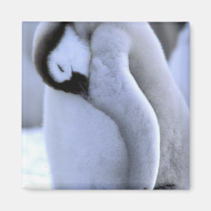 Pinguïn   Antarctisch Schiereiland, Weddellzee Magneet