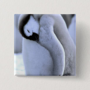 Pinguïn Antarctisch Schiereiland, Weddellzee Vierkante Button 5,1 Cm
