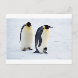Pinguïn bevroren ijs sneeuw vogel weer schattige d briefkaart