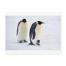 Pinguïn bevroren ijs sneeuw vogel weer schattige d