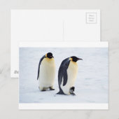 Pinguïn bevroren sneeuwsneeuwvogel wekt schattige  briefkaart (Voorkant / Achterkant)