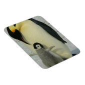 Pinguïn die naar kuiken kijkt magneet (Rechterzijde)