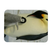 Pinguïn die naar kuiken kijkt magneet (Horizontaal)