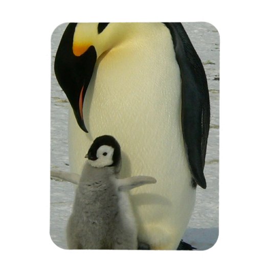 Pinguïn die naar kuiken kijkt magneet (Verticaal)