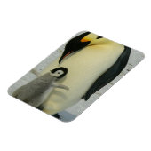 Pinguïn die naar kuiken kijkt magneet (Linkerzijde)