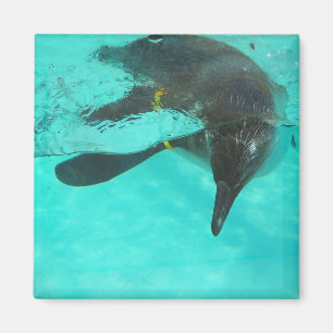 Pinguïn duikt in blauw water magneet