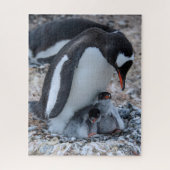 Pinguïn en kippen nesten op ijs legpuzzel (Verticaal)