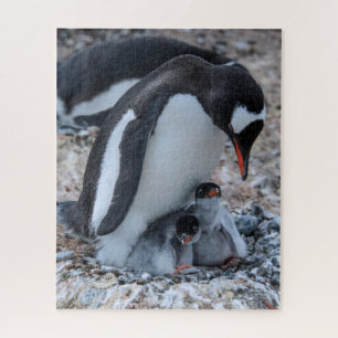 Pinguïn en kippen nesten op ijs legpuzzel