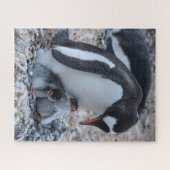 Pinguïn en kippen nesten op ijs legpuzzel (Horizontaal)