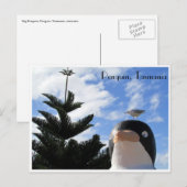 pinguïn en meeuw briefkaart (Voorkant / Achterkant)