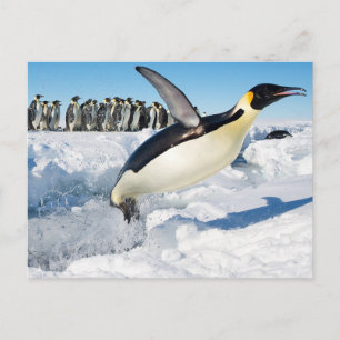 Pinguïn in Antarctica die uit het water springen Briefkaart