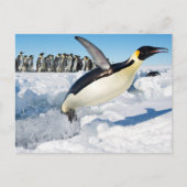Pinguïn in Antarctica die uit het water springen Briefkaart (Voorkant)