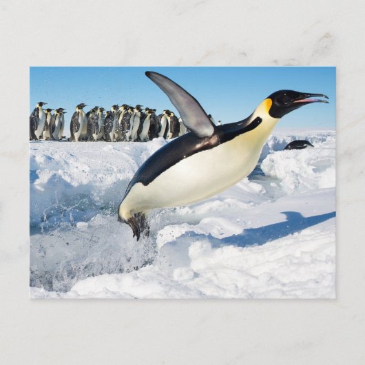 Pinguïn in Antarctica die uit het water springen Briefkaart (Voorkant)