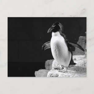 Pinguïn in de schijnwerpers zwart-wit foto briefkaart