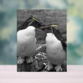 Pinguïn Kleurensplash Acryl Bord (Neutraal)