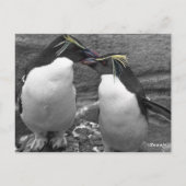 Pinguïn Kleurensplash Briefkaart (Achterkant)