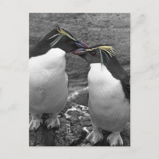 Pinguïn Kleurensplash Briefkaart (Voorkant)