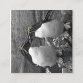 Pinguïn Kleurensplash Informatiekaartje (Achterkant)