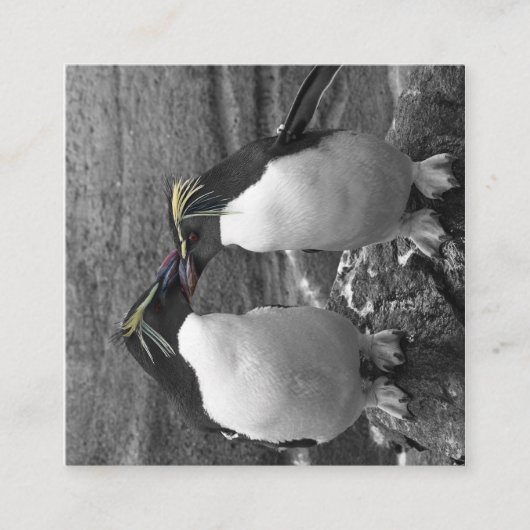 Pinguïn Kleurensplash Informatiekaartje (Voorkant)