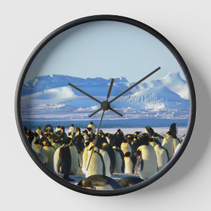 Pinguïn kolonie op ijs