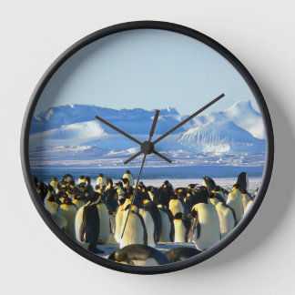 Pinguïn kolonie op ijs