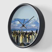 Pinguïn kolonie op ijs (Hoek)