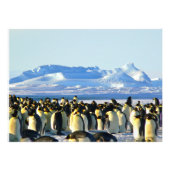 Pinguïn kolonie op ijs foto afdruk (Voorkant)