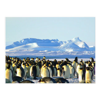 Pinguïn kolonie op ijs foto afdruk