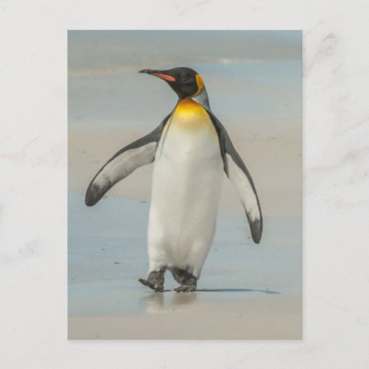 Pinguïn loopt op het strand briefkaart (Voorkant)