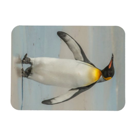 Pinguïn loopt op het strand magneet (Horizontaal)