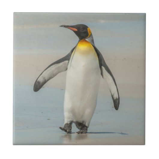 Pinguïn loopt op het strand tegeltje (Voorkant)