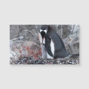 Pinguïn met een kuiken