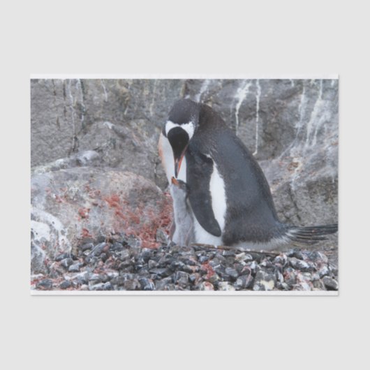 Pinguïn met een kuiken tissuepapier (Voorkant)