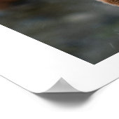 pinguïn, mooi poster (Hoek)