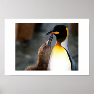 pinguïn, mooi poster