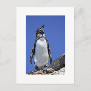 Pinguïn op Blauw Briefkaart