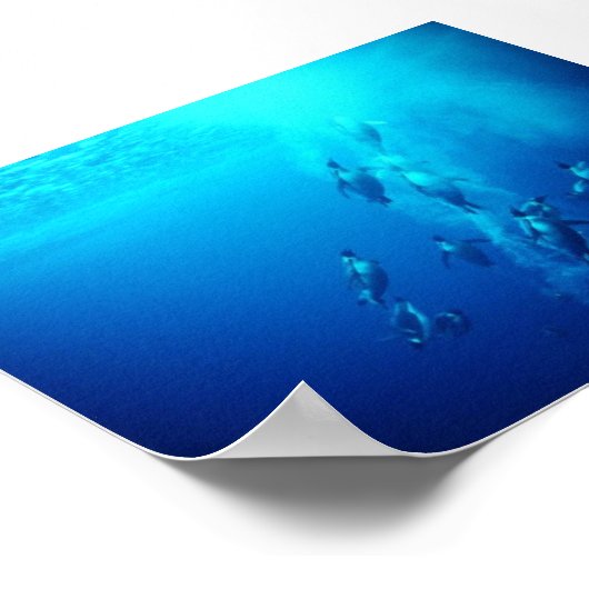 pinguïn poster (Hoek)