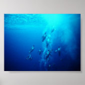 pinguïn poster (Voorkant)