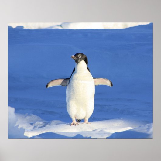 Pinguïn pronkt poster (Voorkant)