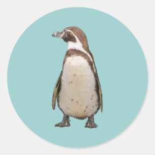 Pinguïn Ronde Sticker