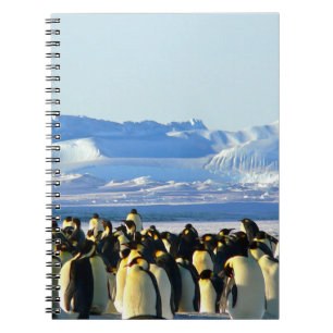 Pinguïn spiraal notitieboek